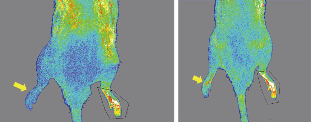 Skin blood volume after model preparation (left: after 3 days, right: after 14 days).