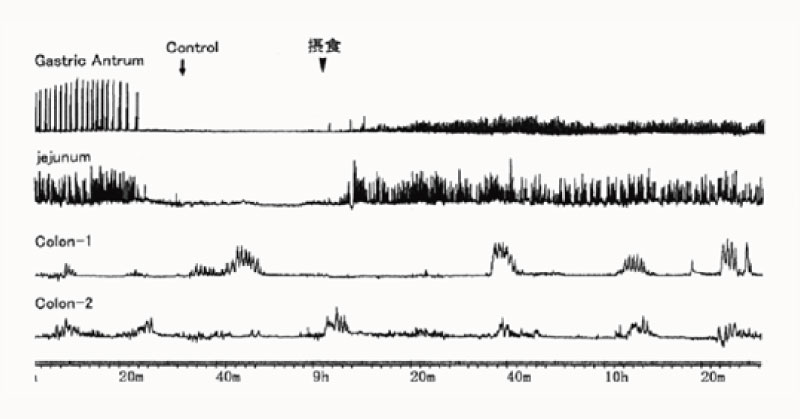 Contractile activity of dog stomach, jejunum and colon.